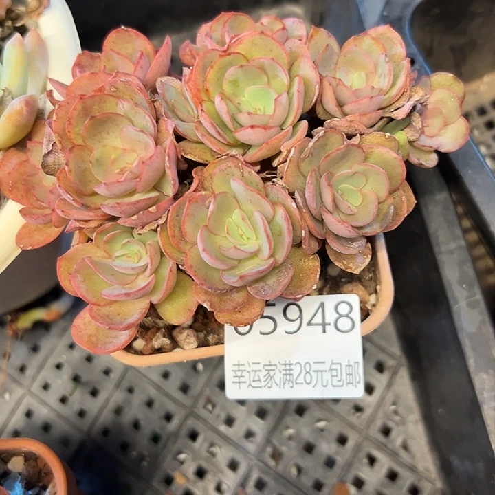 幸运的是我还没遇到你呢