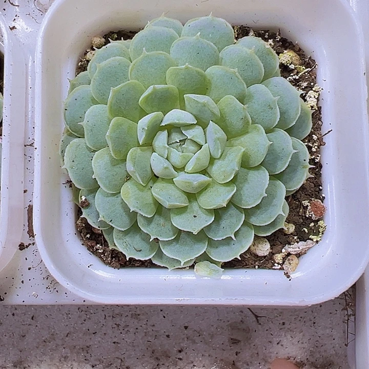 羊脂球19包邮多肉植物