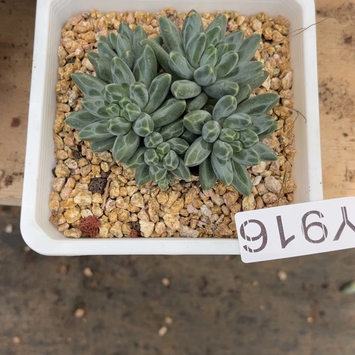 伊卡鲁斯916 满28包邮