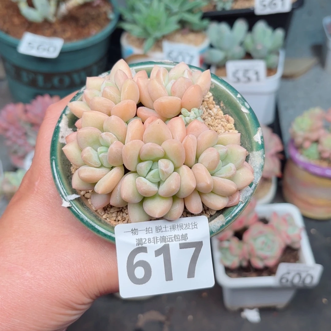泡泡糖整群无盆土发货