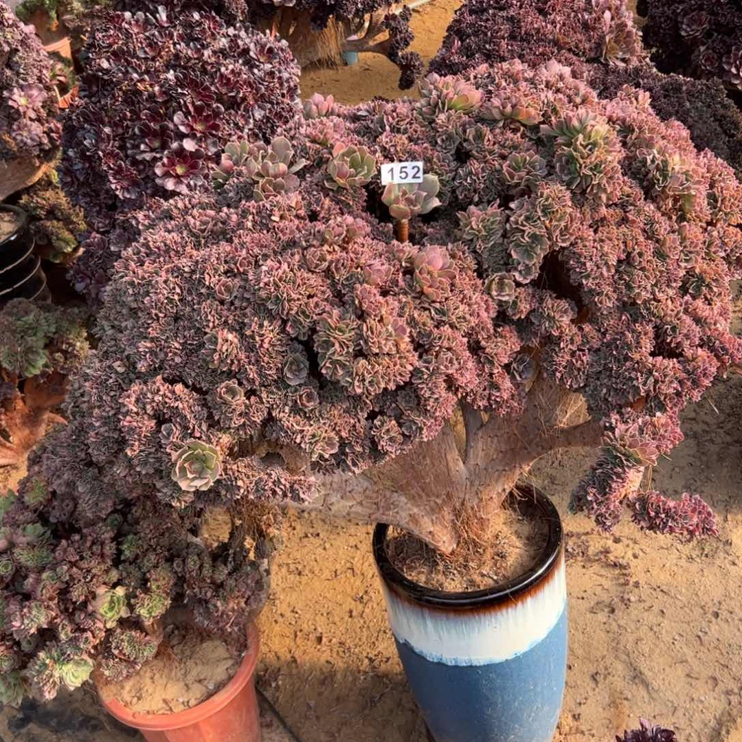 玫瑰缀微瑕疵152