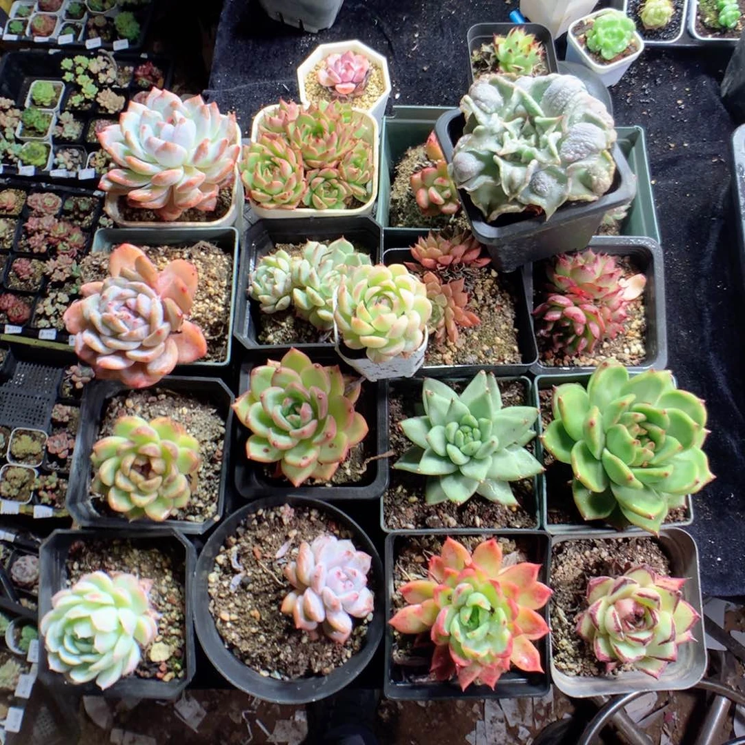 无花朵c****cX2月英语英语英语英语