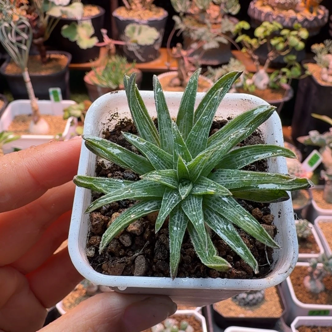 块根寿806 仙人球