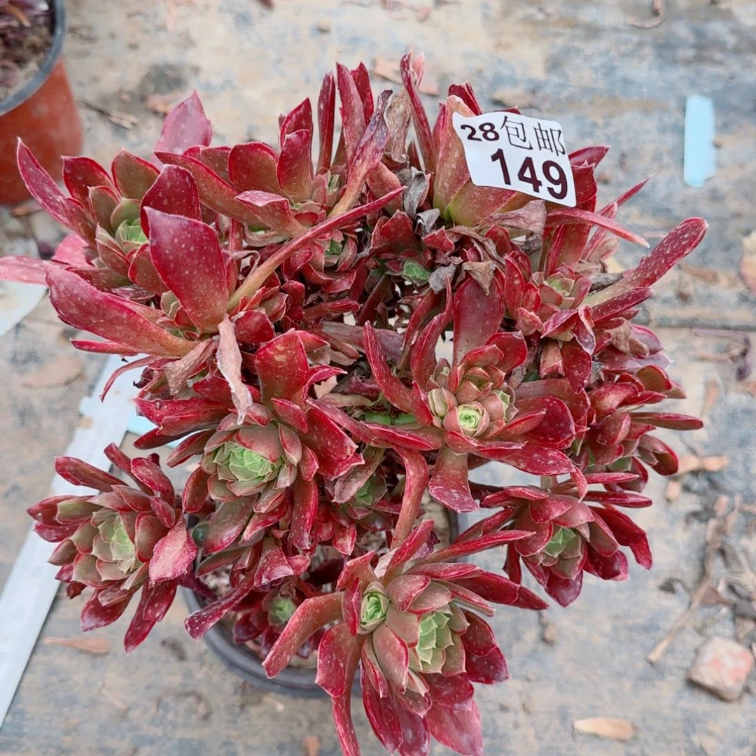 女王多肉149满20包邮断枝不包