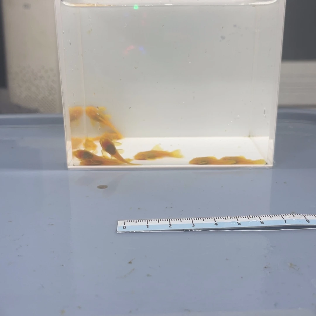 孔雀鱼胡子10条开箱视频报损