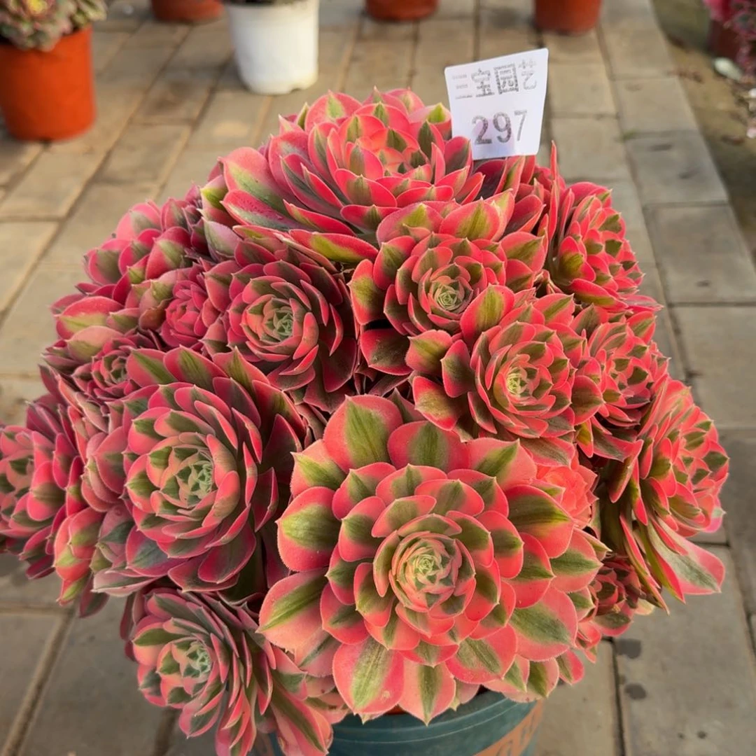 @*多肉植物297粉女巫