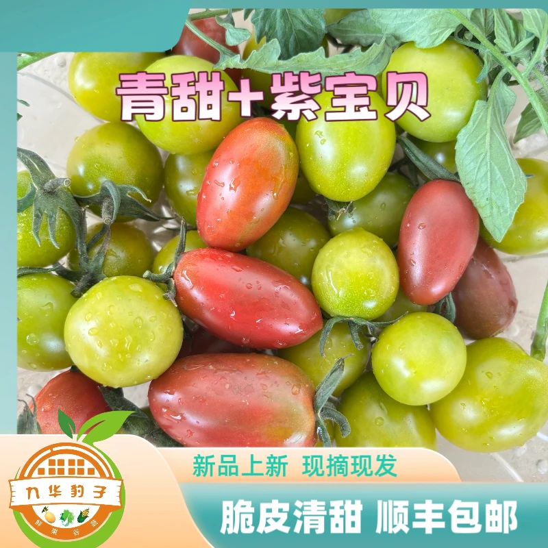 【九华豹子】南京星甸本地小番茄现摘现发