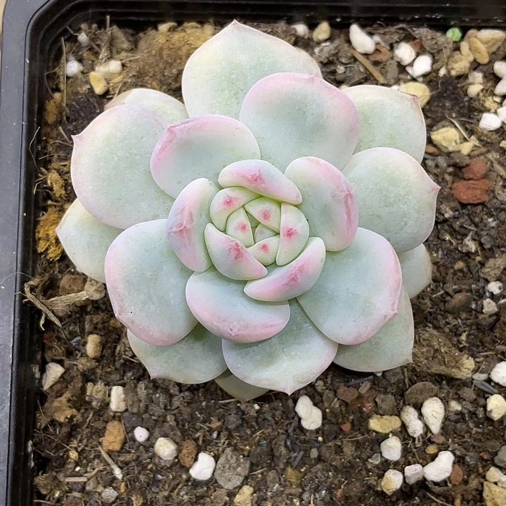 梦露锦一物一拍锦龙