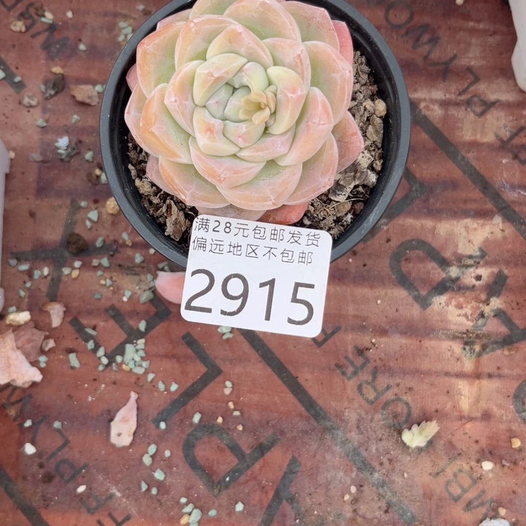 大2915:（x g ch b n n