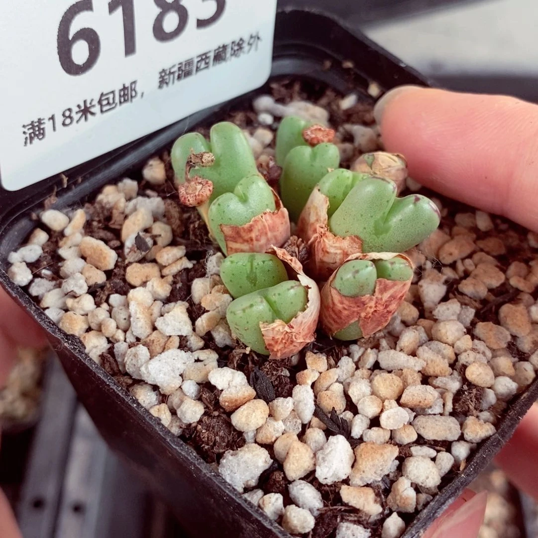 6183。
