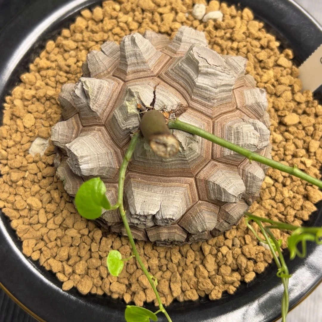 精品盆栽养定的龟甲龙918号