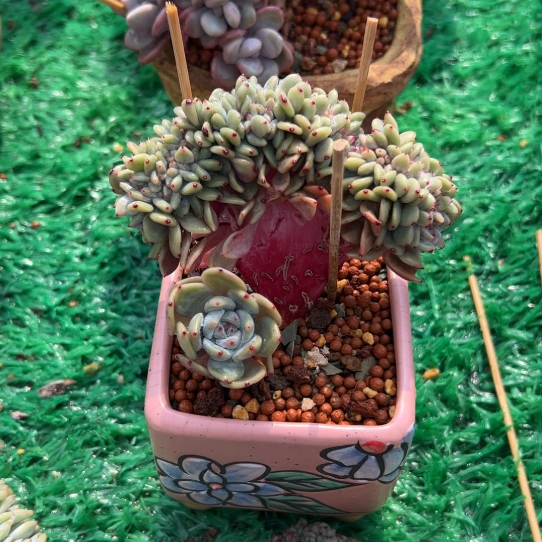 星影缀化小树造型