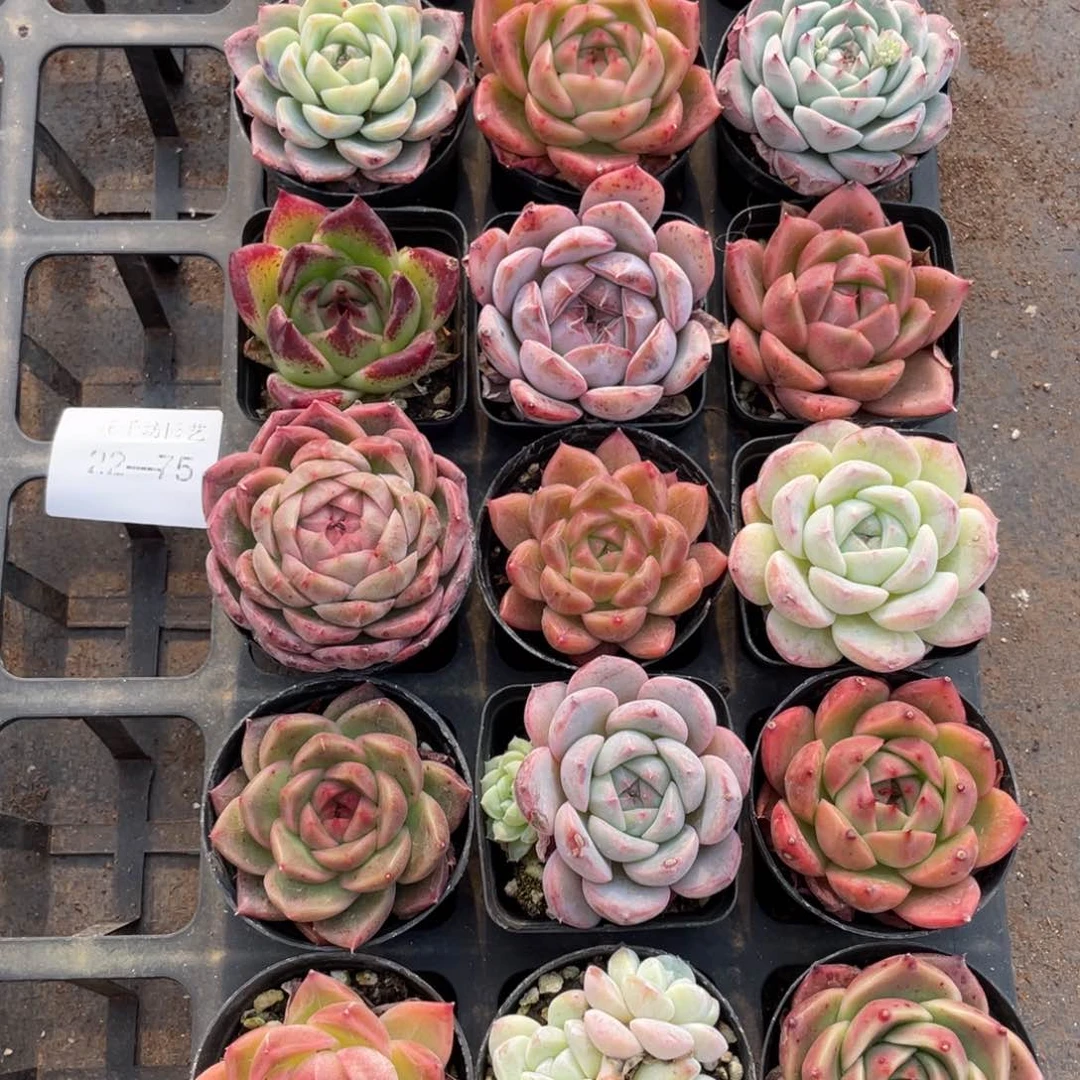 一物一拍18颗22-75