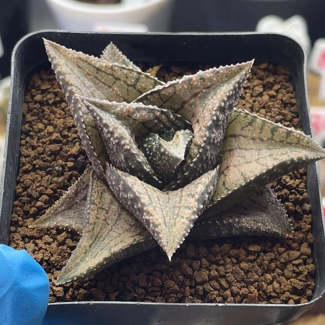 蝴***.实生黑王寿杂交专拍仙人球