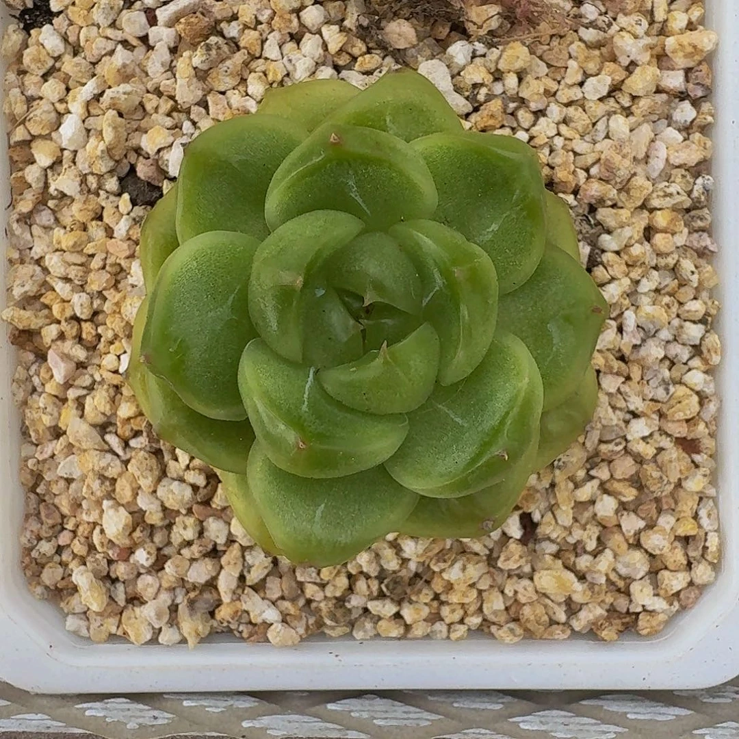 软糖 珍妮 一物一拍