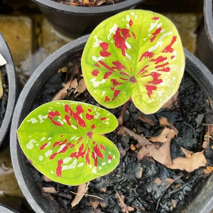 汤***泽22-1117彩叶芋福利广东现货