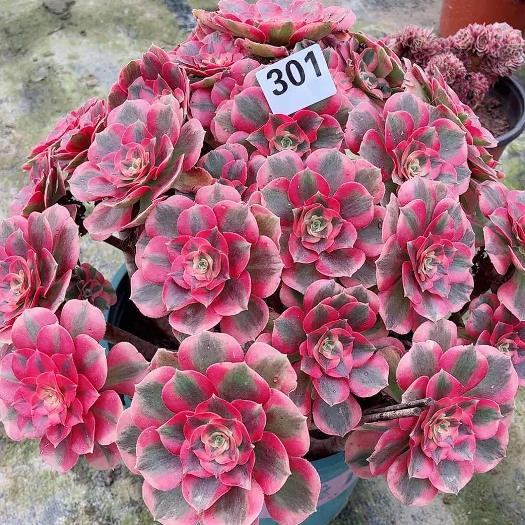 无花朵夏**炎多肉植物女301