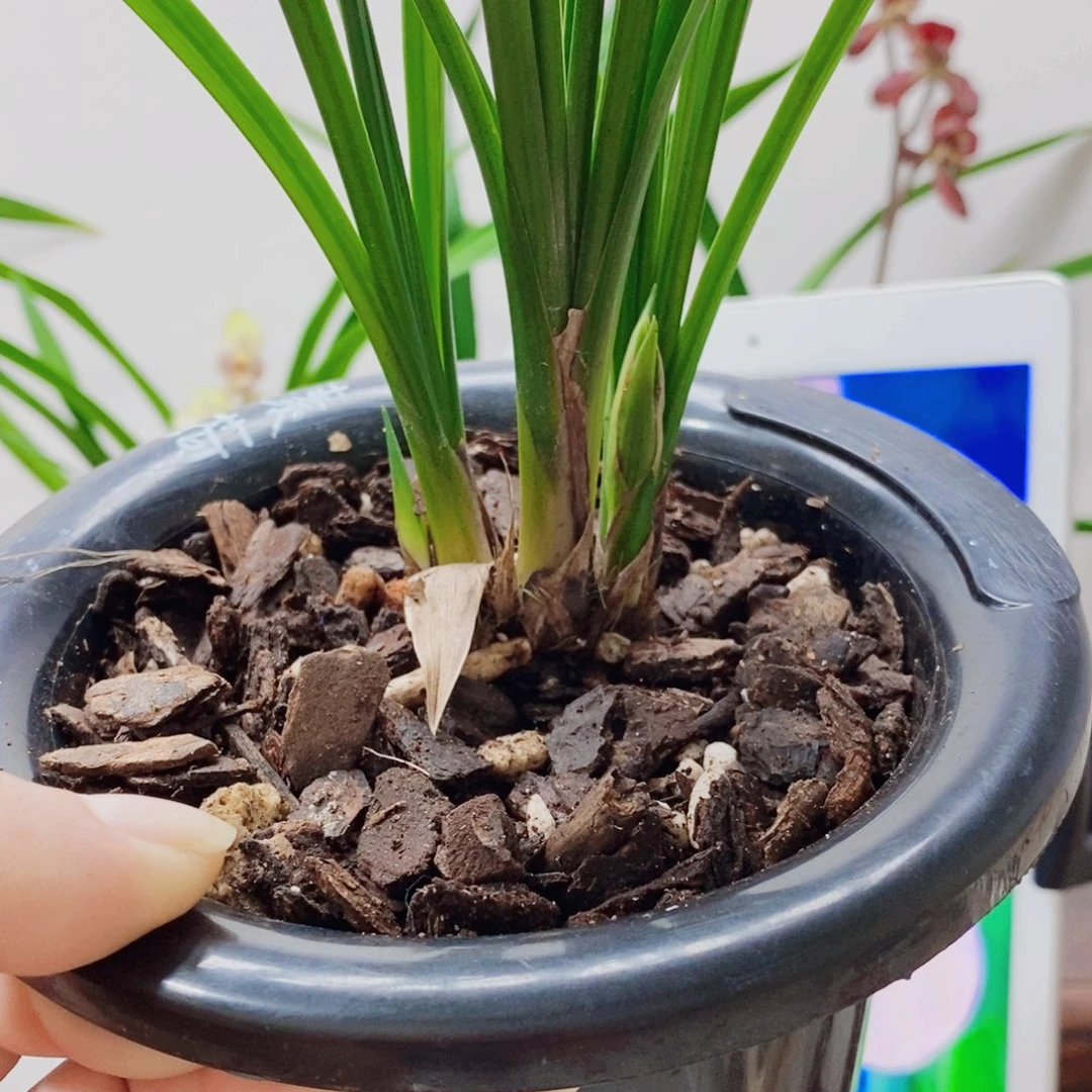 用***5大部分花苞少量开放