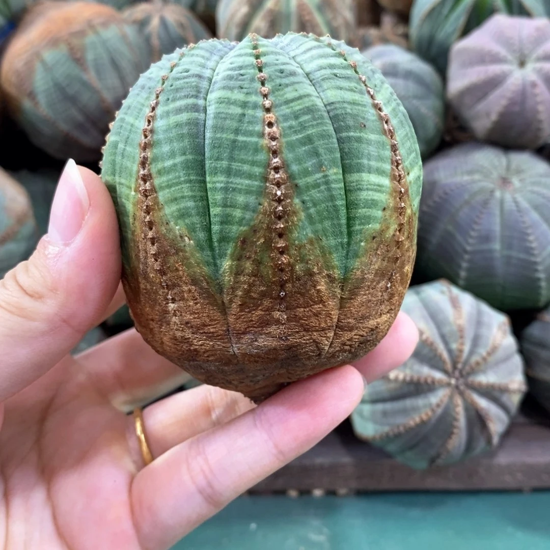 原产地布纹球发货九折寄养原价