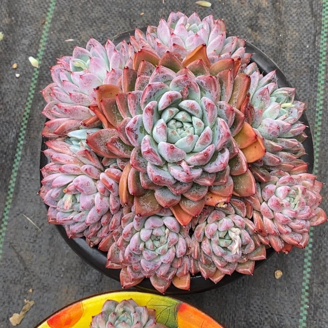 多肉植物一物一拍多肉