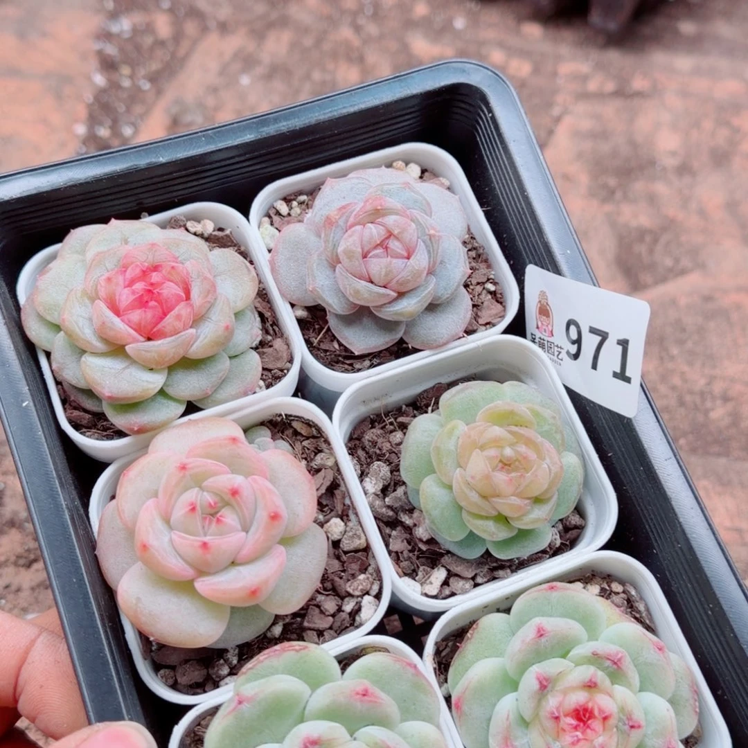 富***）多肉植物多肉植物