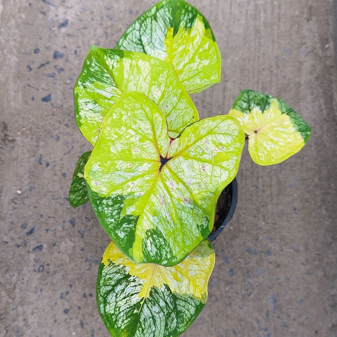 620-0629泰国发货大黄峰