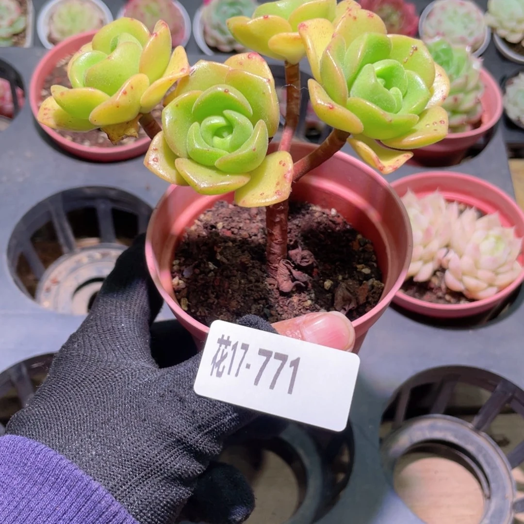 花利美17-771百合莉莉