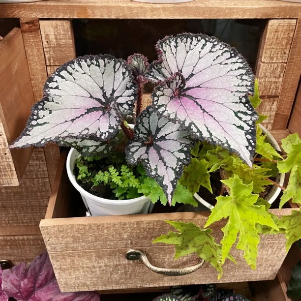 蝶衣秋海棠带盆热带植物室内网红热植盆栽客厅桌面花卉