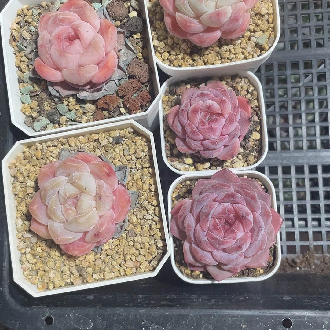 喜***纱糖心一物一拍070