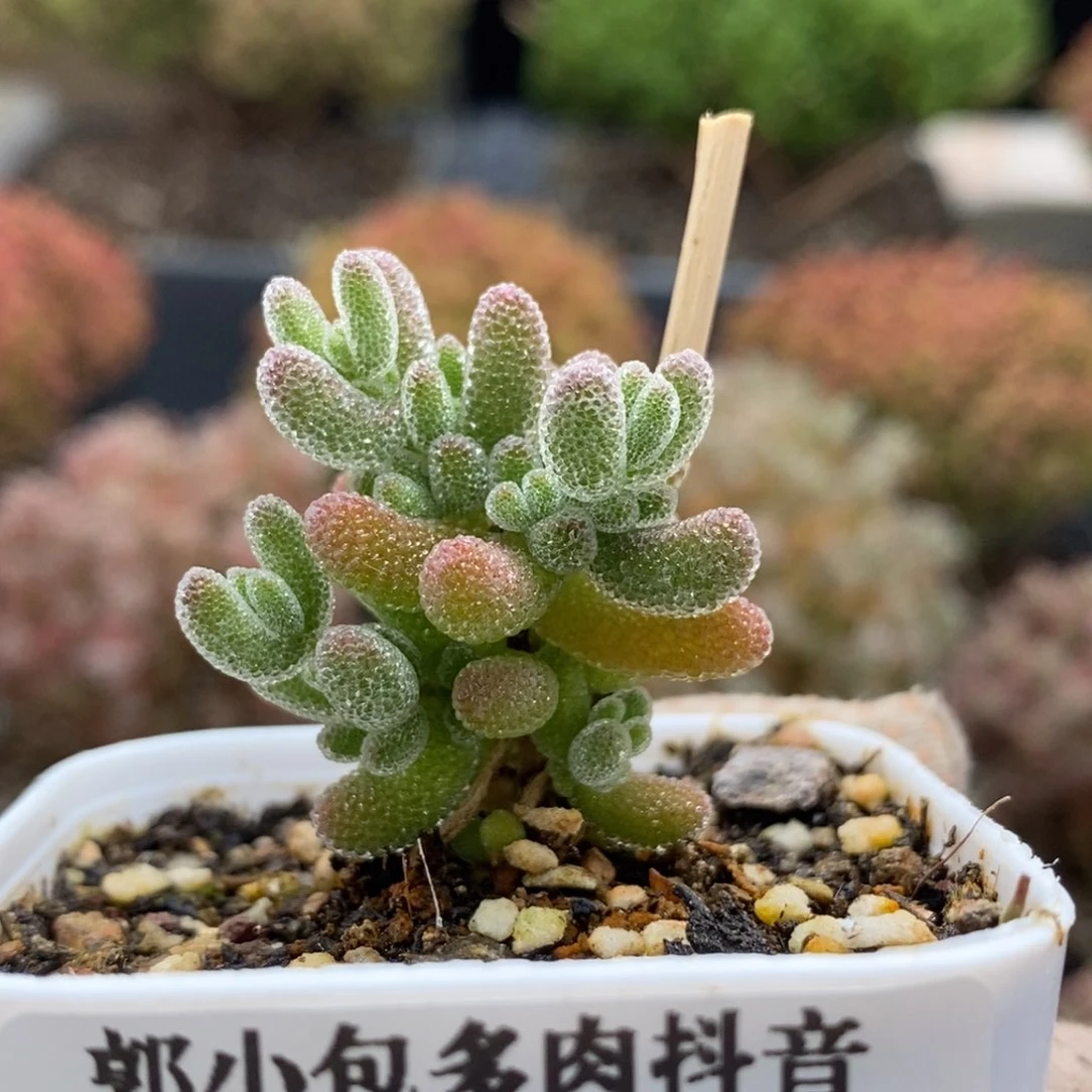 优选冰晶6805枝干番杏