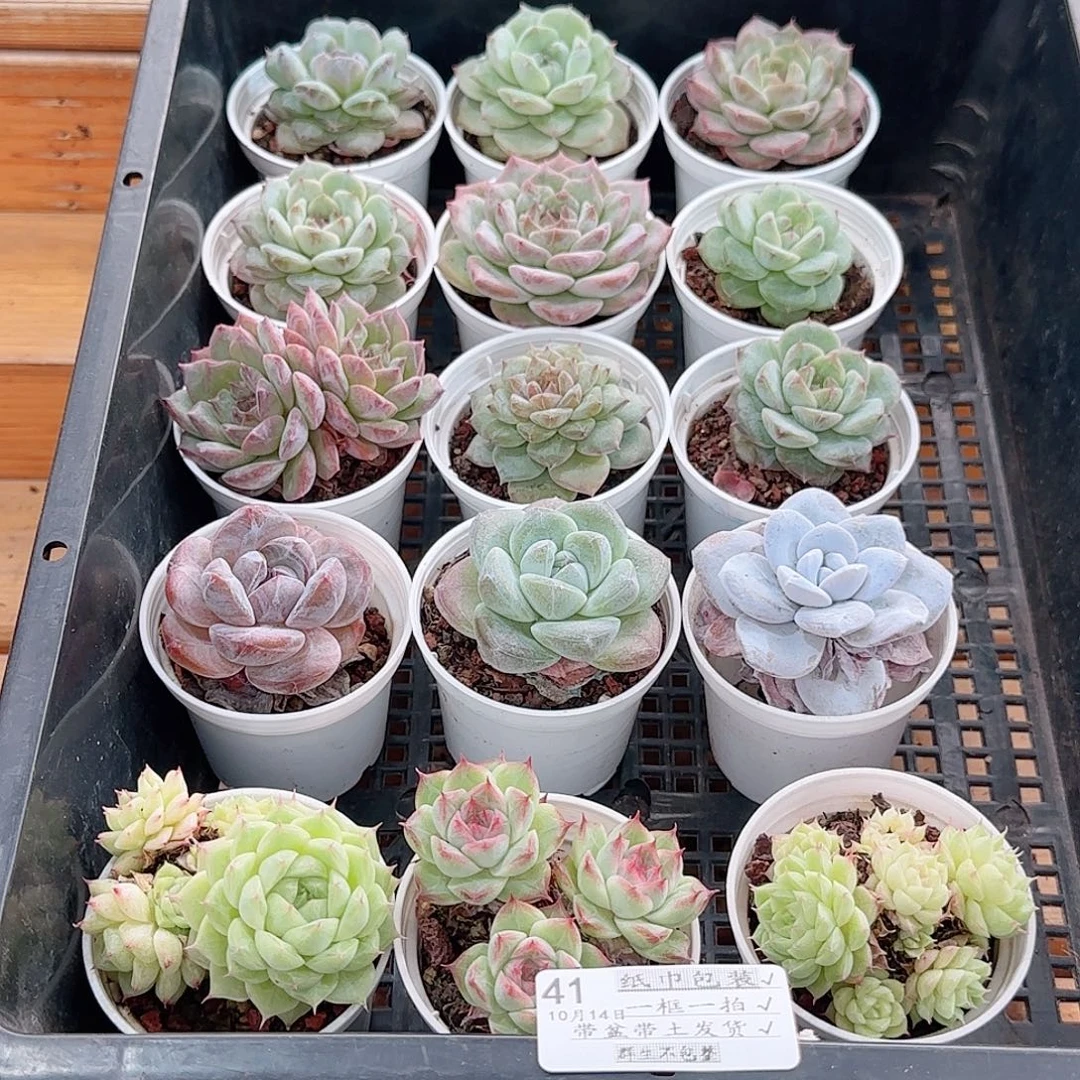 框拍框拍1014--41