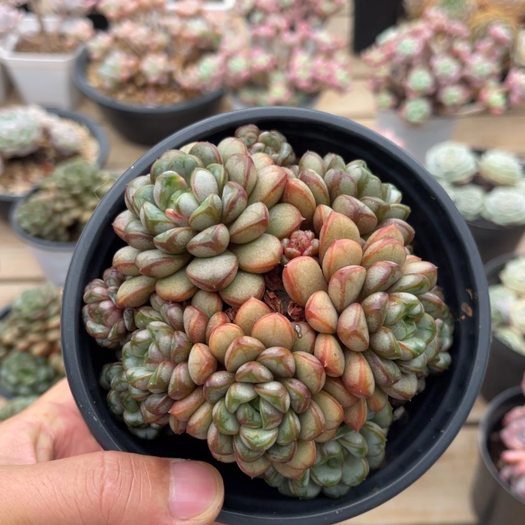 姬葡萄一物一拍不支持退换