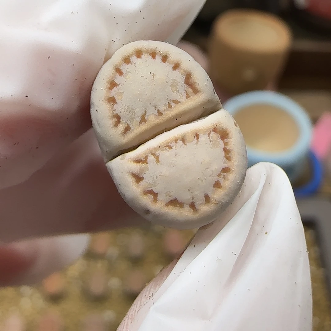 11.19.c216饼干.9064尺寸1.5cm