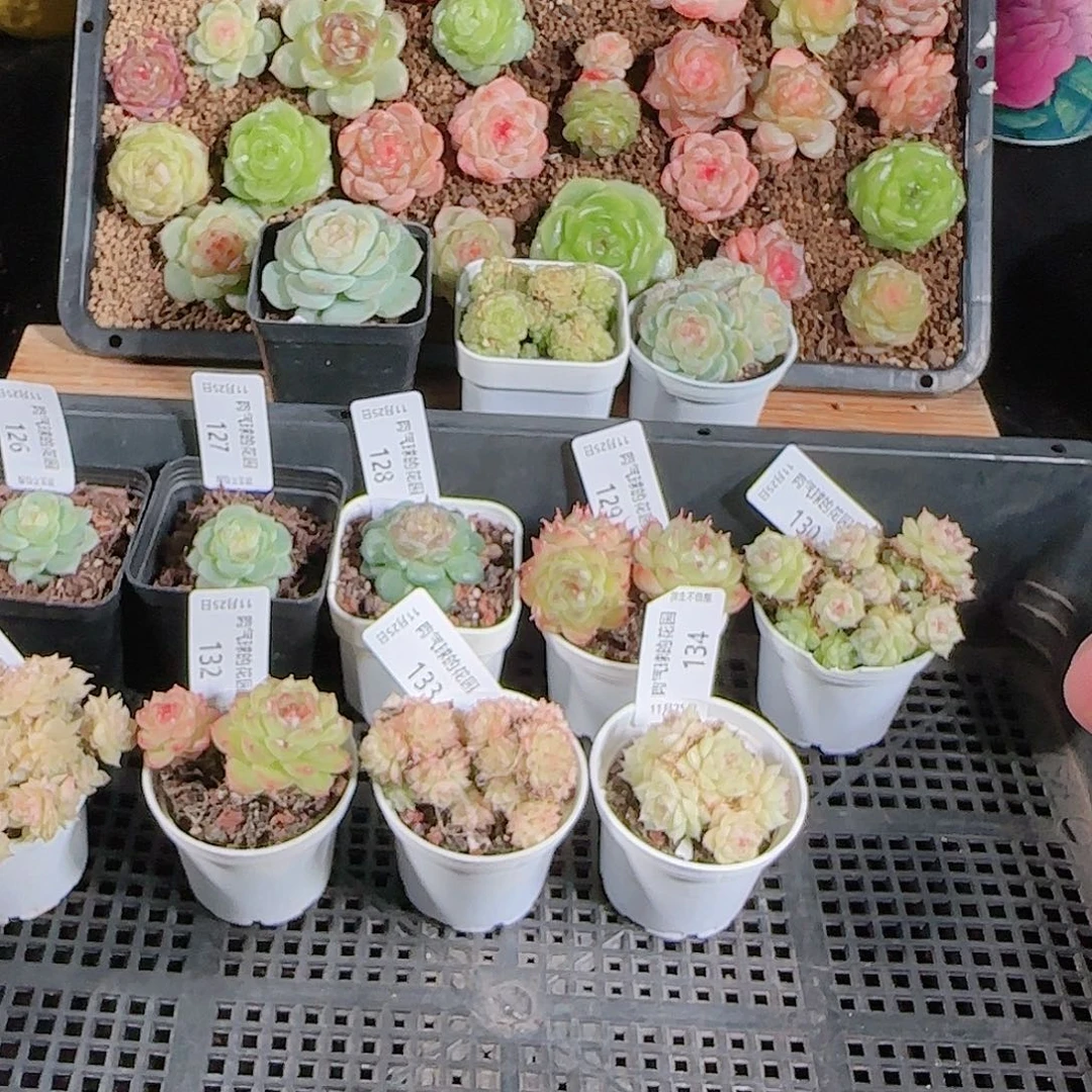 1125-135群生不包整