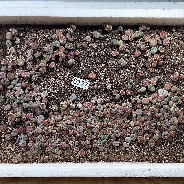 D122 生石花整箱脱土包邮