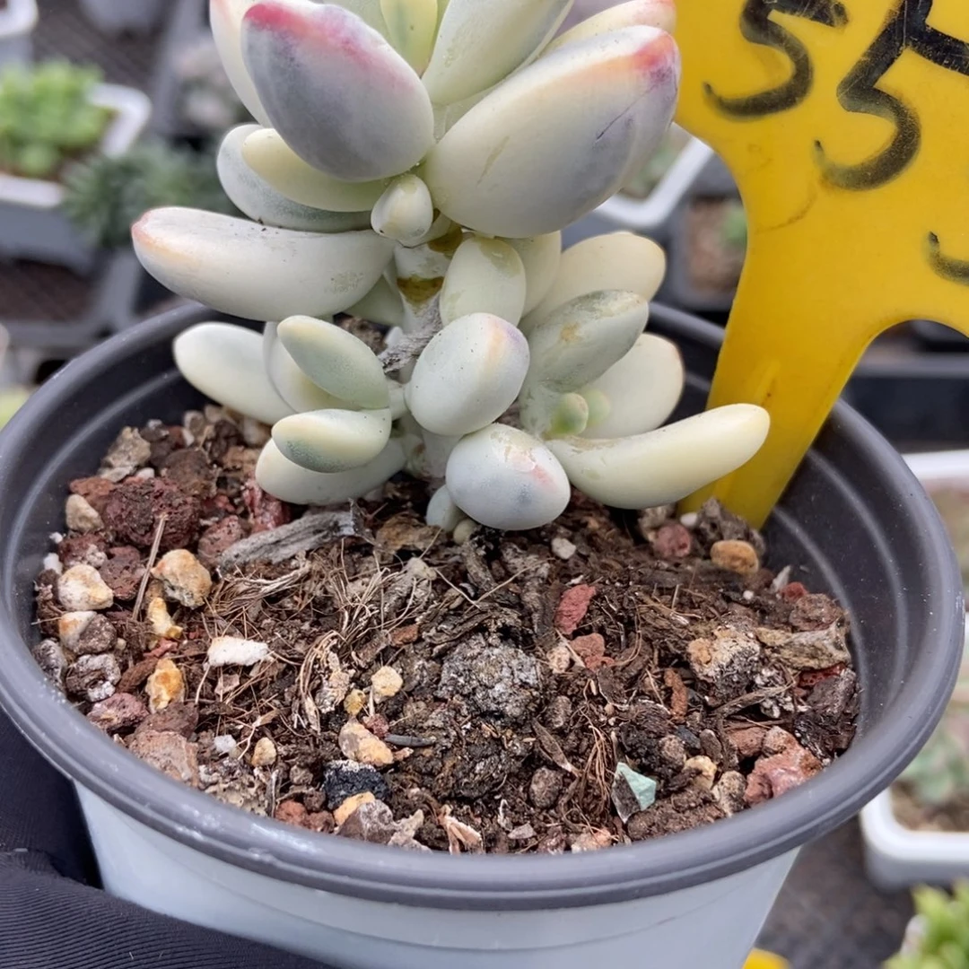 555福娘锦多肉zhiwu