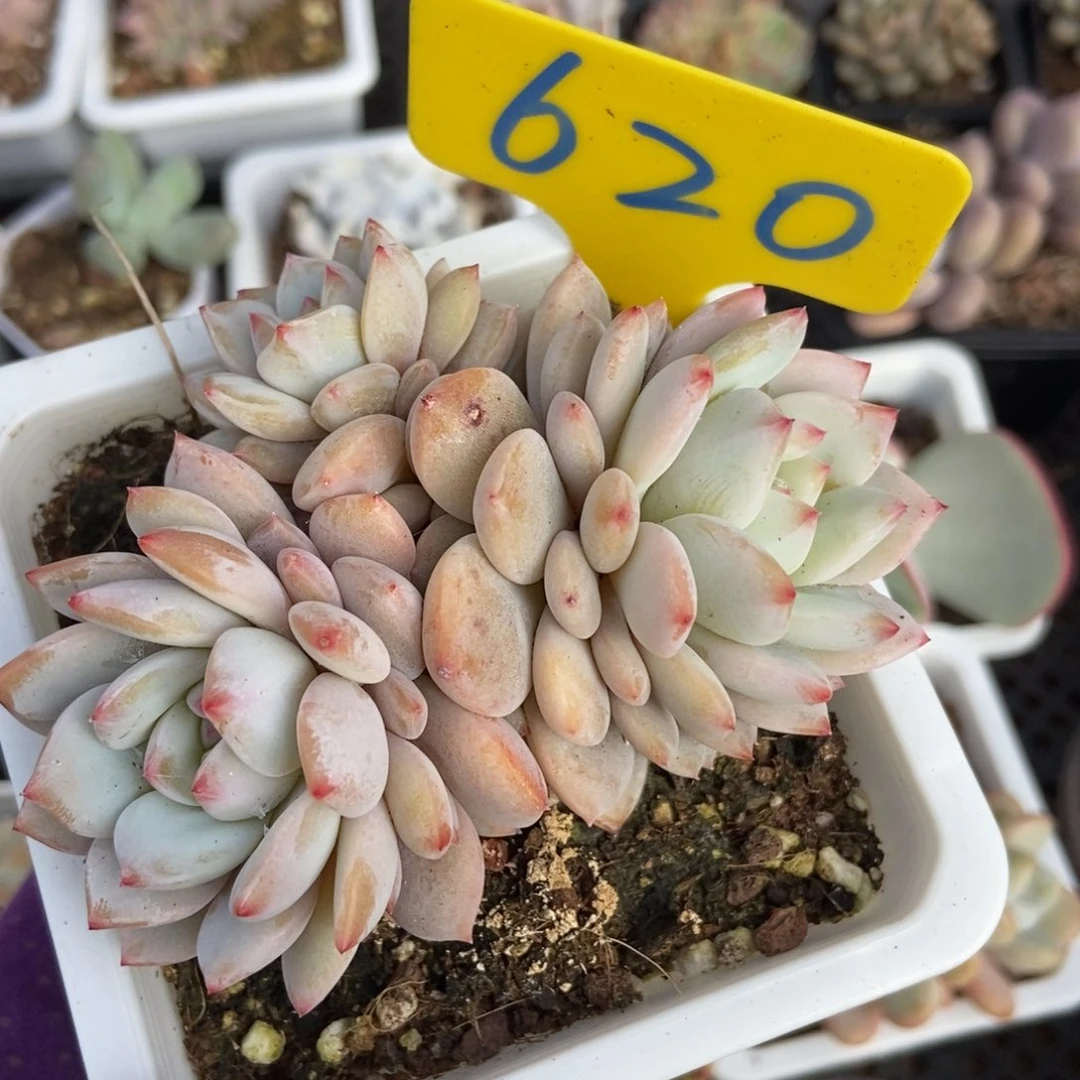 620玉芙蓉多肉植物保护