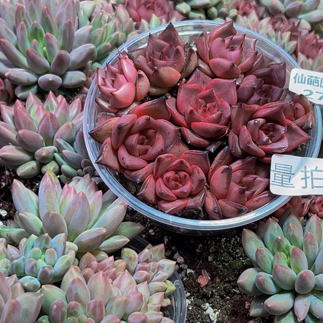 272多肉量拍一盒保底10颗