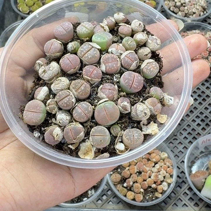 A1004 好看的植物