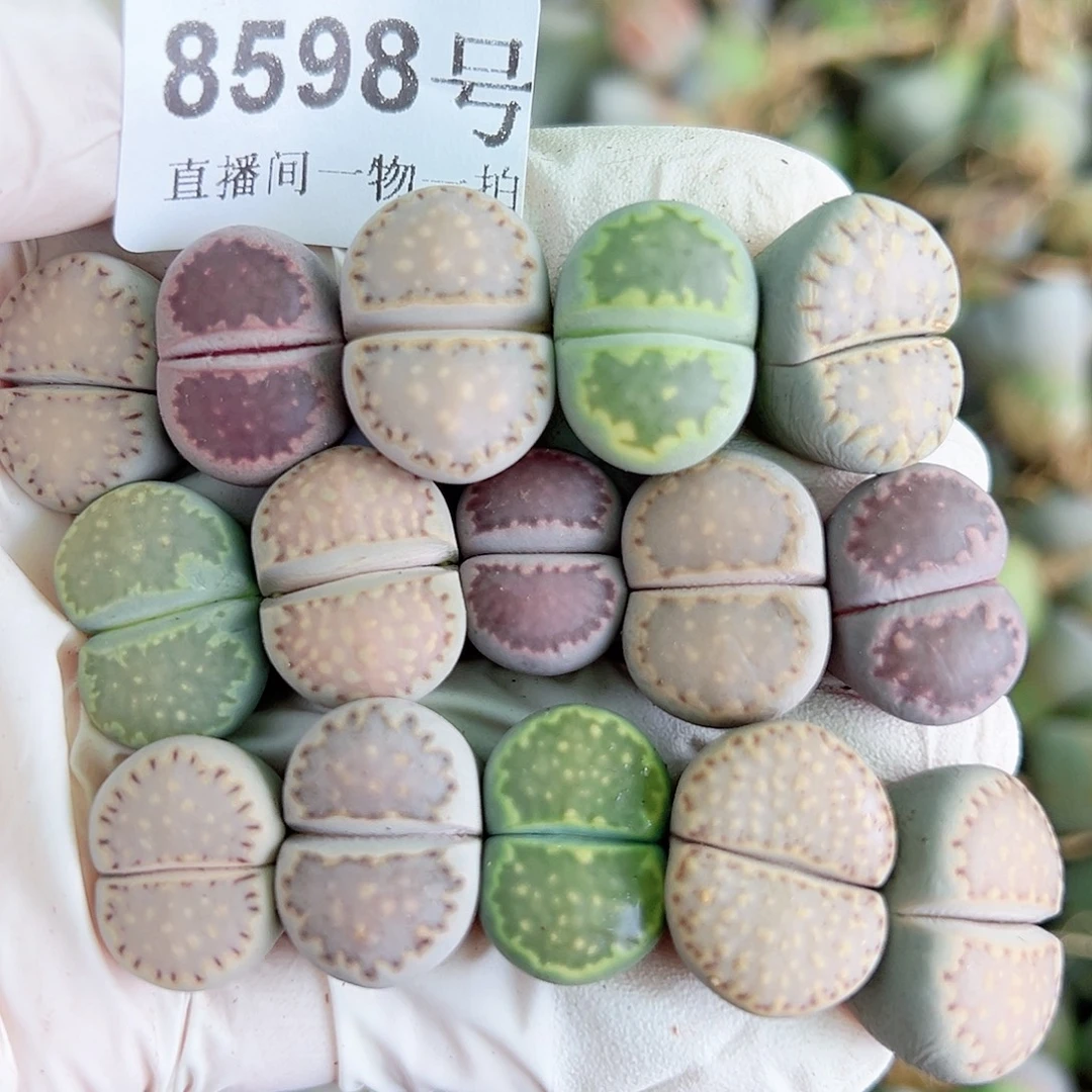 8598四年彩饼干15个1.8cm左右