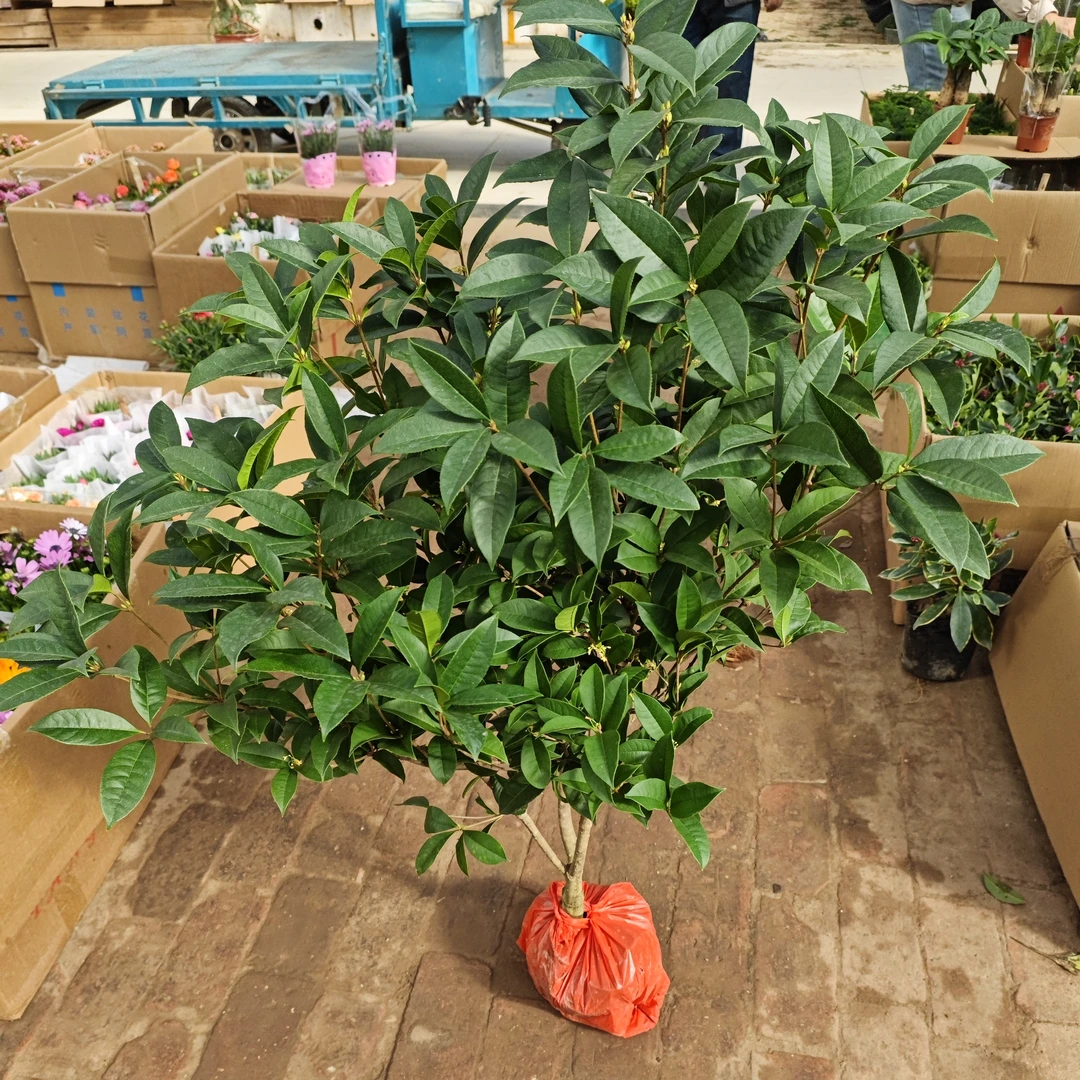 大颗桂花树开花植物