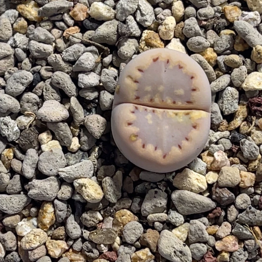 7863香芋紫饼干尺寸1.6