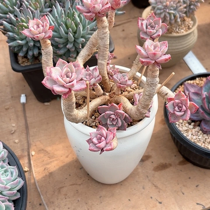 多肉植物，红粉佳人