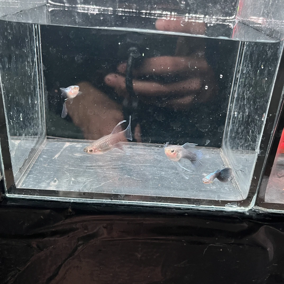 蓝礼服缎带C孔雀鱼热带鱼