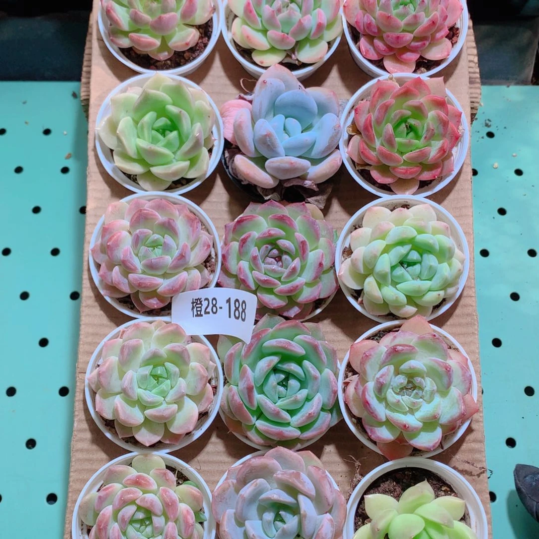 28-188一物一拍带盆18颗