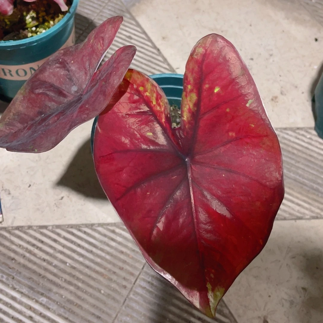 完全开放Y*p719泰彩