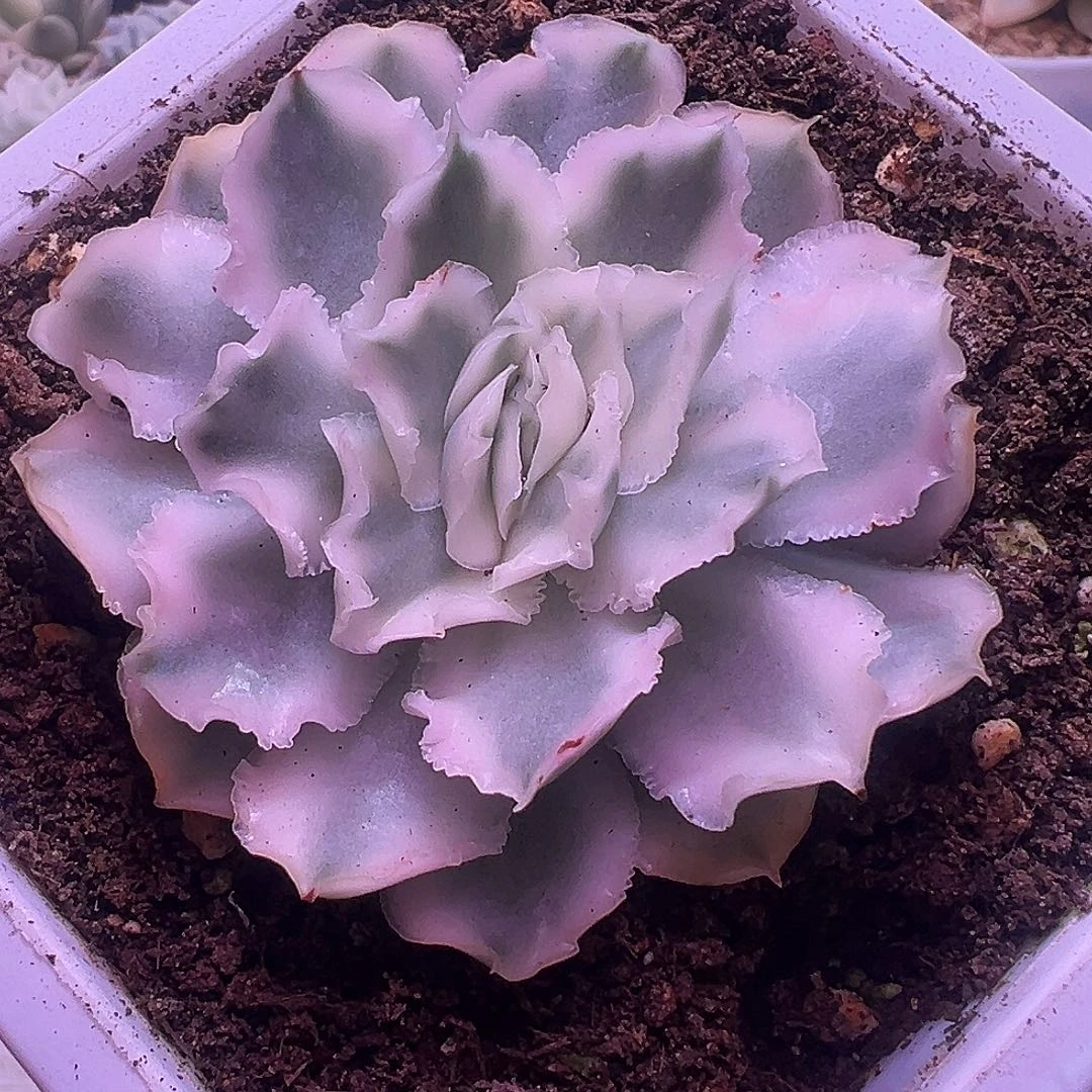 紫蝴蝶锦多肉植物