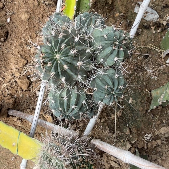 糖***～黑喉丽花仙人球222