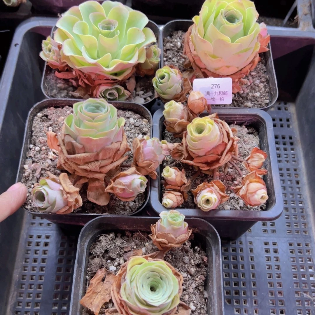 276 侧牙掉了不包损无售后