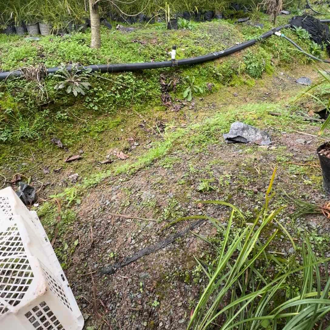 当前无花栽培后可以开花用****5兰花